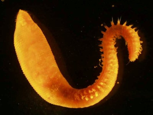 Polychaete worms Scalibregma inflatum  © Hilmar Hinz