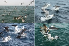 Seabirds fighting for the food