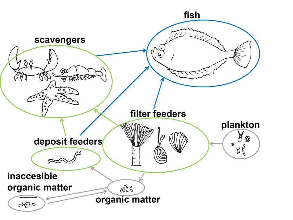 Simplified functional food web model Simplified functional food web model