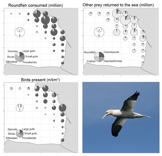 Top left: Modelled consumption of discarded roundfish by seabirds in the period April to September in the Bay of Biscay; Top right: numbers of prey not eaten by the birds; bottom left: bird density (n/km2); bottom right: Gannet. 