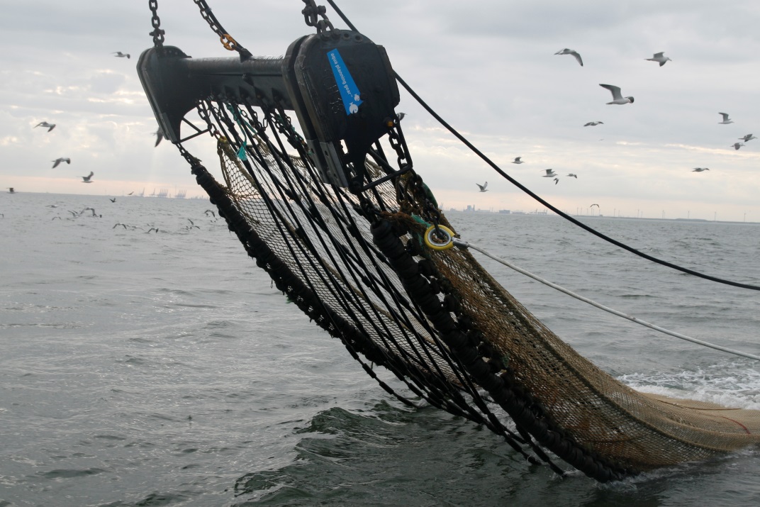 Beam trawls - Fishing gear type