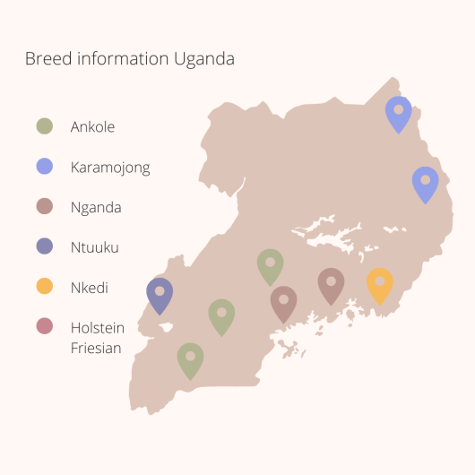 Breed information Uganda Breed information Uganda