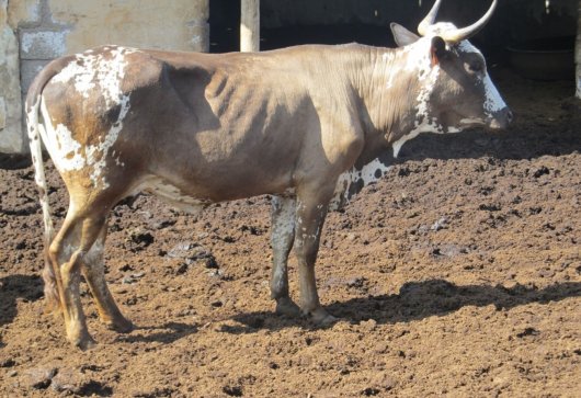 Nguni Nguni