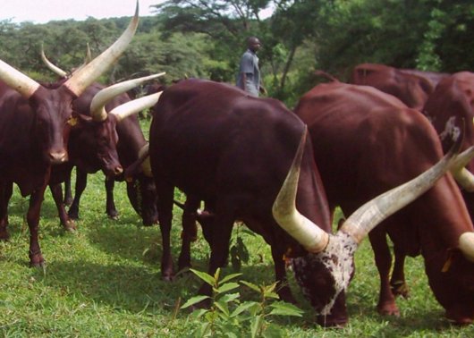 Ankole Ankole