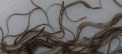 Glasaaltjes krijgen gaandeweg meer pigment en veranderen in het volgende stadium: elver.