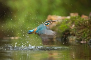 Kingfisher