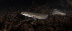 Eel in the dark depths