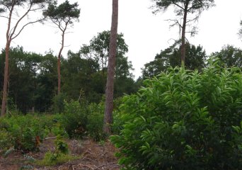 Amerikaanse vogelkers, Foto: Jan den Ouden