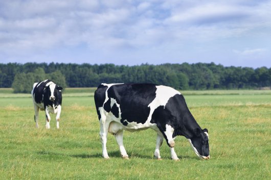 Holstein Friesian Holstein Friesian