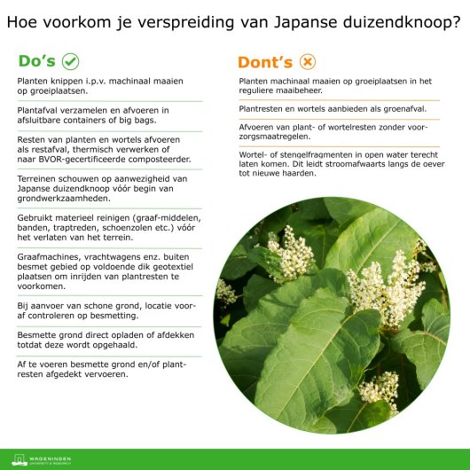 Do's & Dont's Japanse duizendknoop Do's & Dont's Japanse duizendknoop