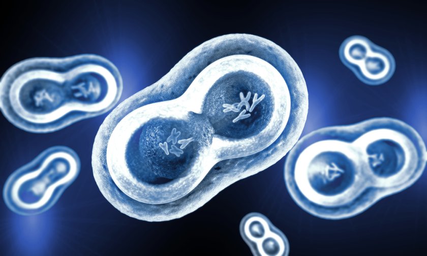 A simplified illustration of a cell. A growing cell must first double its DNA and all other contents before splitting into two. Because timing is critical, the cell components need to be well adjusted to each other.