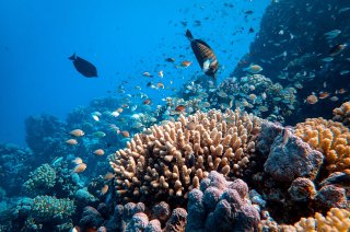 Coral reef and fish