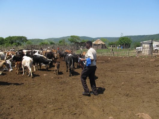 Nguni Nguni