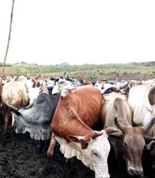 Karamojong Karamojong