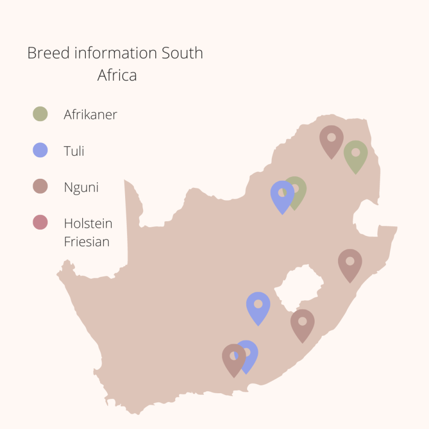 Breed information South Africa Breed information South Africa