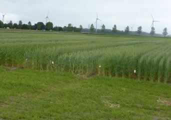 Baktarwe proefveld rassenscreening 2014 Broekemahoeve