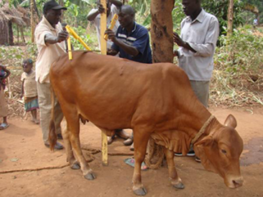 Nganda Nganda